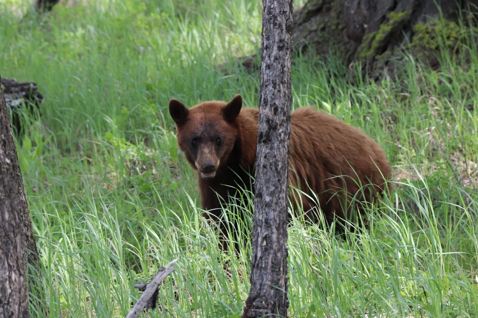 Edison Avenue bear