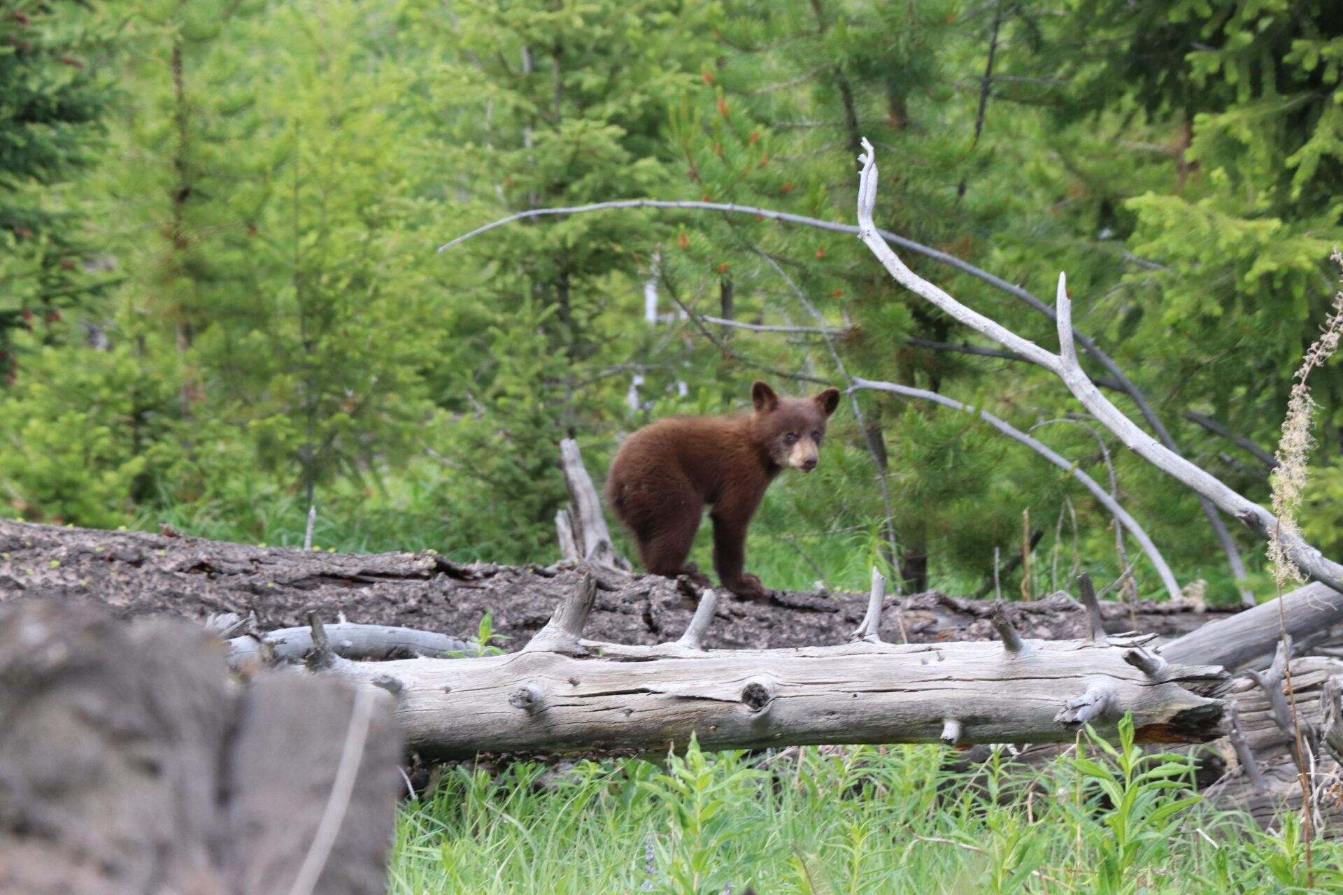 Edison Avenue bear cub