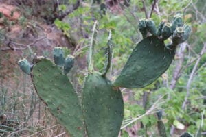 Edison Avenue cactus